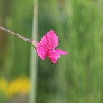 Grass vetchling