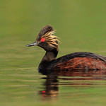 Eared Grebe (Podiceps nigricollis) - BC