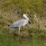 Ardea cinerea /Airone cenerino / Grey Heron