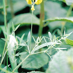 Meadow Vetchling