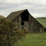 Barn Bush and Tractor