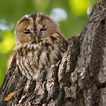 Tawny Owl - Waldkauz