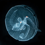 Meduse