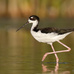 Ae'o / Black-necked Stilt / Hawaiian Stilt (Himantopus mexicanus knudseni)