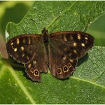 brown speckled wood