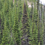 2010. Balsam woolly adelgid in subalpine fir. High elevation five-needle pines (High Five) symposium field trip. Montana Snowbowl ski area, Missoula, Montana.