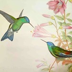 Bird Paintings By Famous Artists
