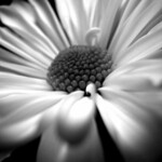 b&w daisy