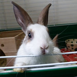 FOR_HONEY_NUT_BABYsept1