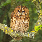 Tawny Owl (strix aluco)