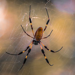 Banana Spider 2