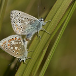 Common blue butterfly - Polyommatus icarus