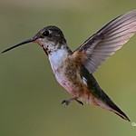 Humming Bird