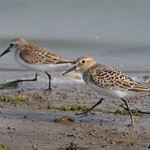 Baird's Sandpiper