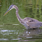 Great Blue - The One That Got Away