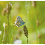 Good Night!Tiny common blue butterfly.