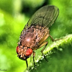 Fly with red eyes ...