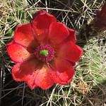 Cactus Blooms 2018