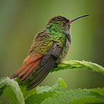 DSC_2468 Rufous Tail Humming bird 2