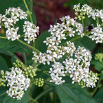 September White Wildflower