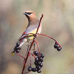 Cedar Waxwing