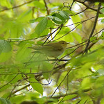 Waldlaubs&auml;nger (Wood Warbler, Phylloscopus sibilatrix)