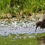 Baird's Sandpiper