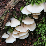 Flat Oysterling (Crepidotus applanatus)