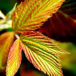 strawberry-fields forever?