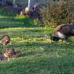 Peahen with peachicks