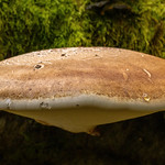 Birch Polypore (Fomitopsis Betulina)