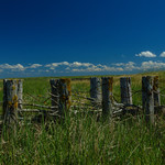 Old Fence