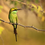 Green Bee-eater - Merops orientalis
