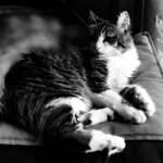 Olympus-Auto Electro Set