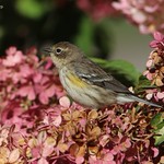 Paruline &agrave; croupion jaune Yellow-rumped Warbler - Dendroica coronata