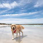 'The journey of life is sweeter when travelled with a dog' Unknown Author