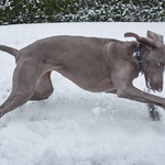 snacking on snow while running around