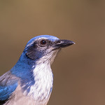 Western Scrub Jay