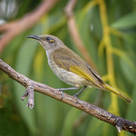 brown honeyeater