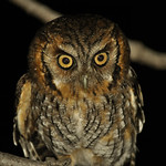 corujinha-do-mato (Megascops choliba)