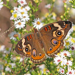 Buckeye - dorsal view of winter form