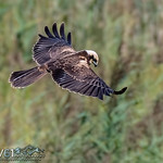 Western marsh harrier (Circus aeruginosus), female-0942