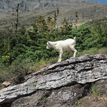 Baby Mountain Goat