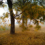 Foggy autumn