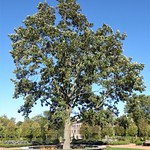 Wheaton, IL, Cantigny Park, Tree Encircled by Pumpkins