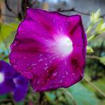 Morning Glory