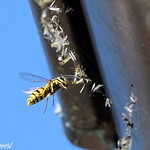 Gu&ecirc;pe voleuse de casse-cro&ucirc;te 😉