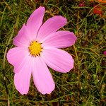 Mexican aster (Cosmos bipinnatus)