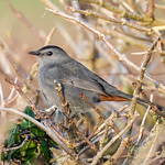 Grey Catbird