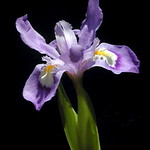 georgia native iris